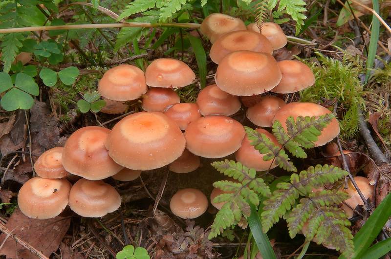 Sheathed Woodtuft mushrooms (<B>Kuehneromyces mutabilis</B>, Pholiota mutabilis) near Kavgolovo Lake south from Oselki, north from Saint Petersburg. Russia, <A HREF="../date-en/2012-08-06.htm">August 6, 2012</A>