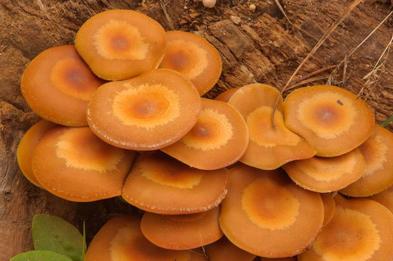Sheathed Woodtuft mushrooms (Kuehneromyces mutabilis, Pholiota mutabilis) on a log in Petiayarvi, 50 miles north from Saint Petersburg. Russia, August 31, 2013