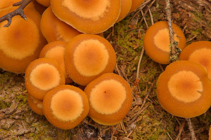 Brown caps of Sheathed Woodtuft mushrooms (<B>Kuehneromyces mutabilis</B>, Pholiota mutabilis) in Petiayarvi, 50 miles north from Saint Petersburg. Russia, <A HREF="../date-ru/2013-08-31.htm">August 31, 2013</A>