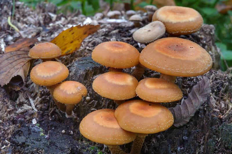 Sheathed Woodtuft mushrooms (Kuehneromyces mutabilis, Pholiota mutabilis) on northern shore of Kavgolovskoe Lake near Oselki, 12 miles north from Saint Petersburg. Russia, September 20, 2013