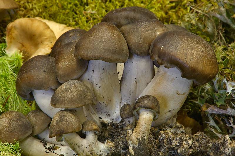 Domecap mushrooms (<B>Lyophyllum fumosum</B>) on display on mushroom exhibition in Botanic Institute. Saint Petersburg, Russia, <A HREF="../date-en/2013-09-20.htm">September 20, 2013</A>