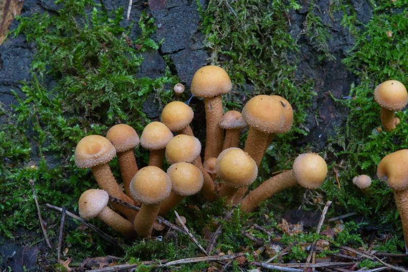 Young sheathed woodtuft mushrooms (Kuehneromyces mutabilis, Pholiota mutabilis) in Sosnovka Park. Saint Petersburg, Russia, July 20, 2016