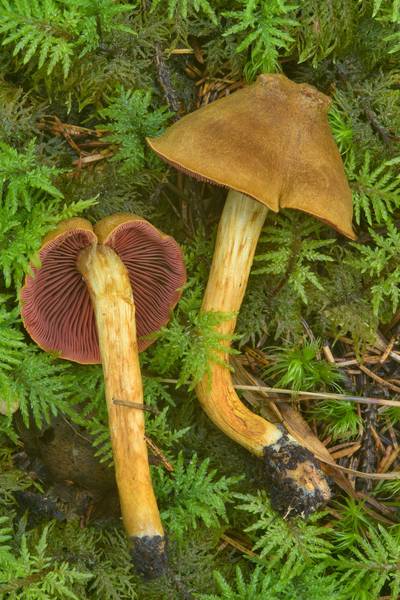 Red-gilled webcap mushrooms (Cortinarius semisanguineus) near Kavgolovskoe Lake in Toksovo, north from Saint Petersburg. Russia, August 2, 2016