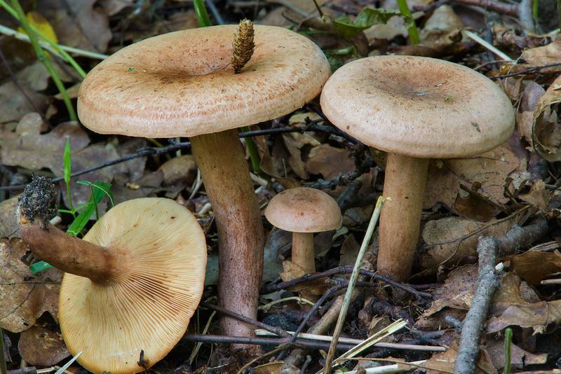 Banded caps of oak milkcap mushrooms (<B>Lactarius quietus</B>) in Lisiy Nos, 5 miles west from Saint Petersburg. Russia, <A HREF="../date-ru/2016-08-05.htm">August 5, 2016</A>