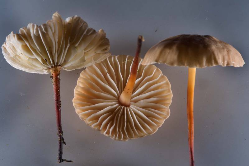 Marasmioid mushrooms Mycetinis scorodonius (Russian name Chesnochnik) in Sosnovka Park. Saint Petersburg, Russia, August 8, 2016