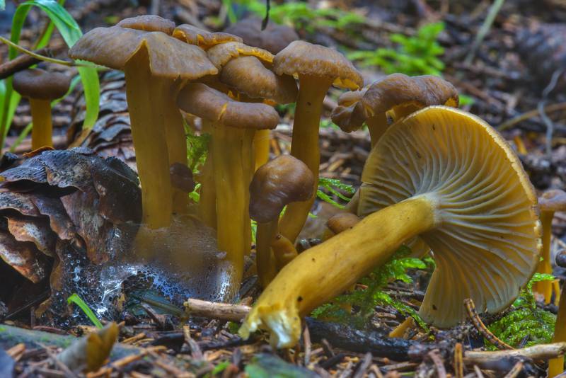 Funnel chanterelle mushrooms (<B>Craterellus tubaeformis</B>, Cantharellus tubaeformis) in spruce forest near Kavgolovskoe Lake in Toksovo, north from Saint Petersburg. Russia, <A HREF="../date-ru/2016-08-15.htm">August 15, 2016</A>