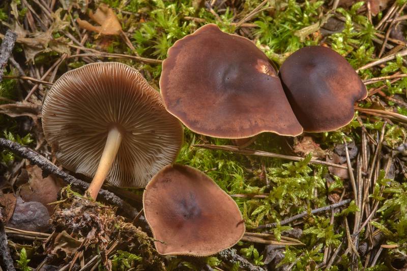 Toughshank mushrooms (Gymnopus ocior) near Orekhovo, north from Saint Petersburg. Russia, August 19, 2016