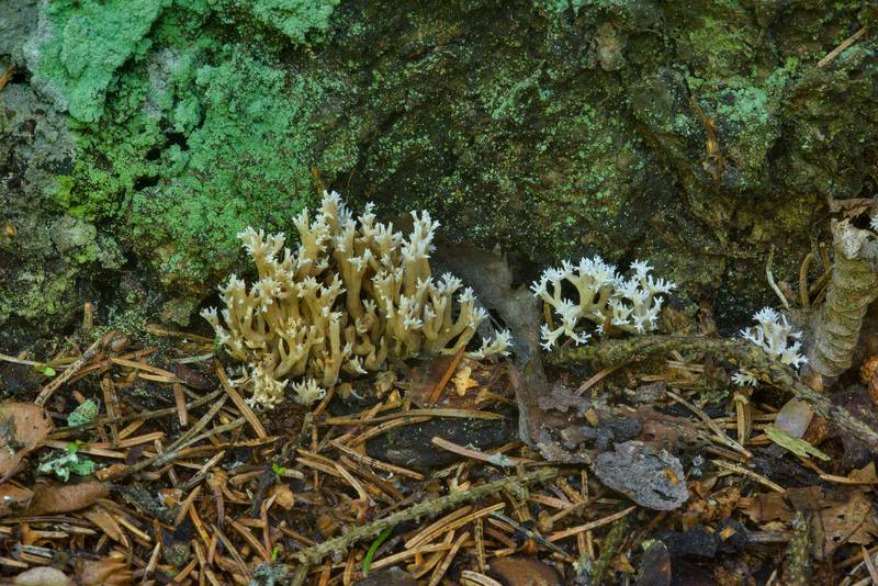 Crested coral fungus (white coral mushrooms, Clavulina cristata, Clavulina coralloides) near a base of a tree in Pavlovsk Park. Pavlovsk, a suburb of Saint Petersburg, Russia, August 22, 2016