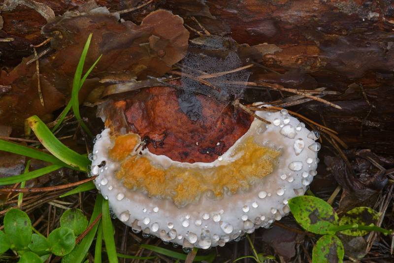 Water drops, or guttation of bracket fungus Red-Belt Conk (polypore mushroom <B>Fomitopsis pinicola</B>) near Dibuny, north-west from Saint Petersburg, Russia, <A HREF="../date-en/2016-08-24.htm">August 24, 2016</A>