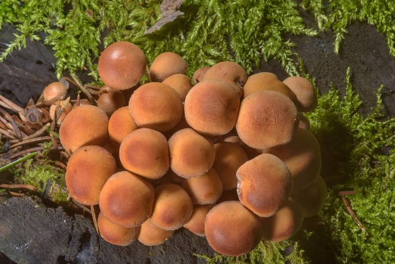 Young sheathed woodtuft mushrooms (Kuehneromyces mutabilis, Pholiota mutabilis) in Lembolovo, 35 miles north from Saint Petersburg. Russia, August 31, 2016