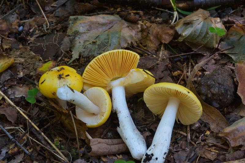 Yellow brittlegill mushrooms (Russula risigallina, Russula lutea) near Lisiy Nos, south from Saint Petersburg. Russia, September 3, 2016