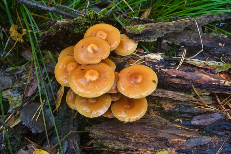 Sheathed woodtuft mushrooms (Kuehneromyces mutabilis, Pholiota mutabilis) near Dibuny, west from Saint Petersburg. Russia, September 7, 2016