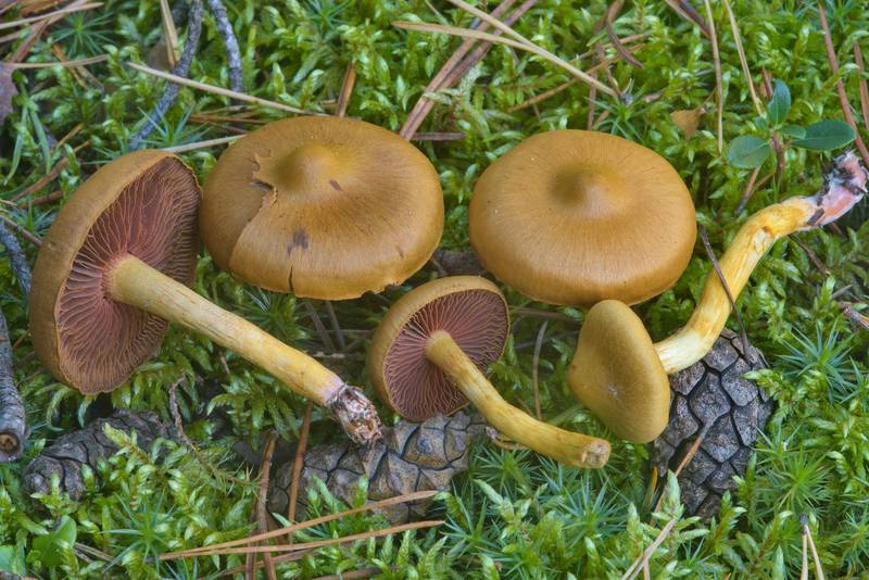 Surprise webcap mushrooms (<B>Cortinarius semisanguineus</B>) south-west from Dibuny - Pesochnyi, near Saint Petersburg. Russia, <A HREF="../date-ru/2016-09-14.htm">September 14, 2016</A>