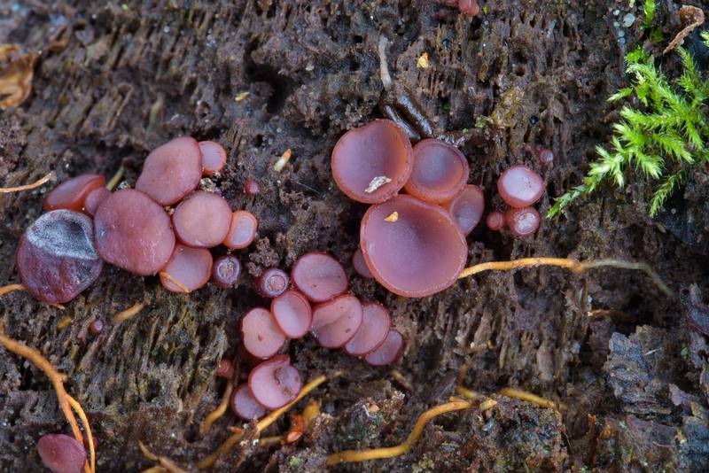 Purple jellydisc mushrooms (<B>Ascocoryne sarcoides</B>, cup stage) on rotten timber in Dubki Park in Sestroretsk, west from Saint Petersburg. Russia, <A HREF="../date-ru/2016-10-02.htm">October 2, 2016</A>