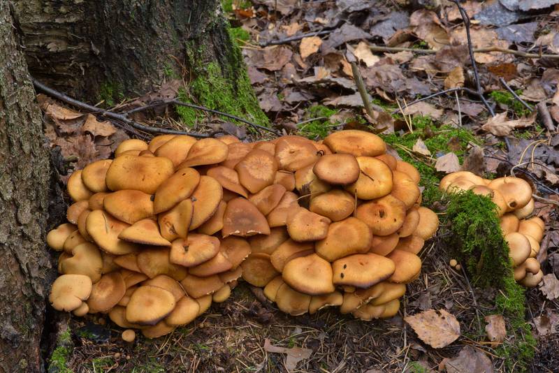 Sheathed Woodtuft mushrooms (<B>Kuehneromyces mutabilis</B>, Pholiota mutabilis) in Dibuny, north-west from Saint Petersburg, Russia, <A HREF="../date-ru/2016-10-23.htm">October 23, 2016</A>
