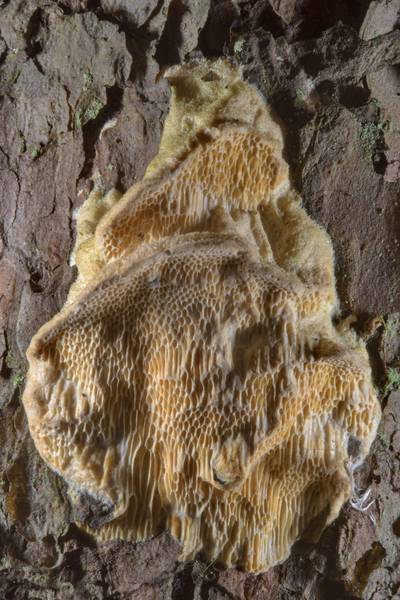 Polypore mushroom <B>Diplomitoporus flavescens</B> on a trunk of a small pine in swampy area of Sosnovka Park. Saint Petersburg, Russia, <A HREF="../date-en/2017-02-14.htm">February 14, 2017</A>