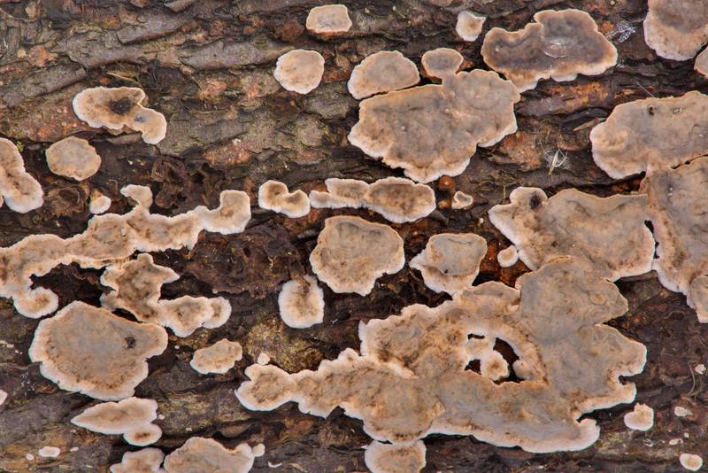 Crust fungus (<B>Stereum rugosum</B>(?)) on a log near Lisiy Nos, south from Saint Petersburg. Russia, <A HREF="../date-en/2017-02-18.htm">February 18, 2017</A>