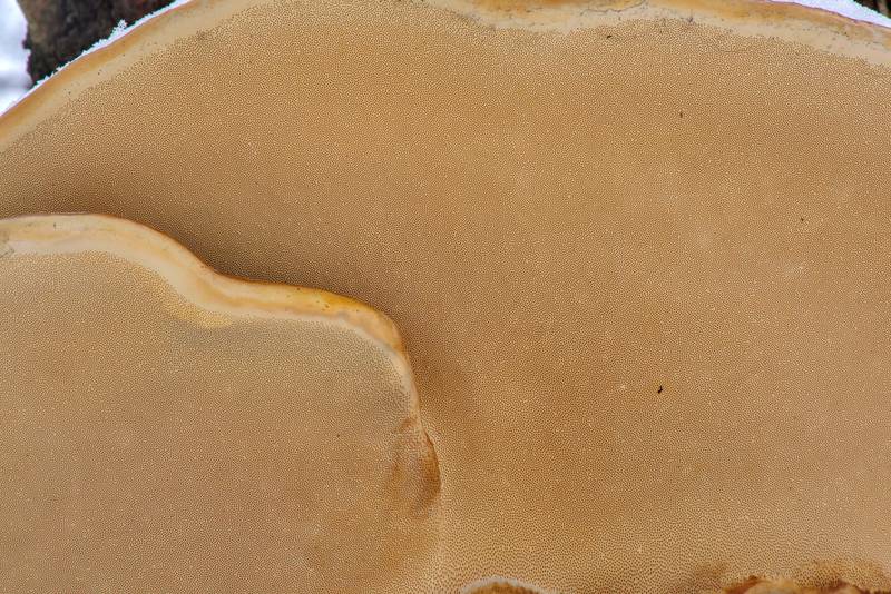 Pores of red-belted bracket (polypore mushroom <B>Fomitopsis pinicola</B>) in Udelny Park. Saint Petersburg, Russia, <A HREF="../date-en/2017-02-28.htm">February 28, 2017</A>