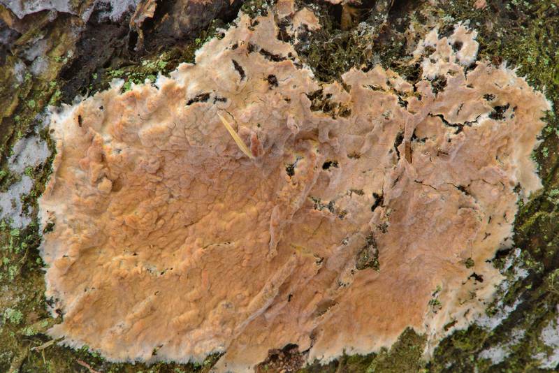 Some salmon-colored crust, may be rosy crust fungus (<B>Peniophora incarnata</B>) on a tree in area of Dibuny - Pesochny near Saint Petersburg. Russia, <A HREF="../date-en/2017-03-04.htm">March 4, 2017</A>