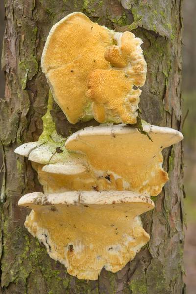 Poroid fungus (mushroom) <B>Diplomitoporus flavescens</B> on a small pine tree in Sosnovka Park. Saint Petersburg, Russia, <A HREF="../date-en/2017-04-04.htm">April 4, 2017</A>