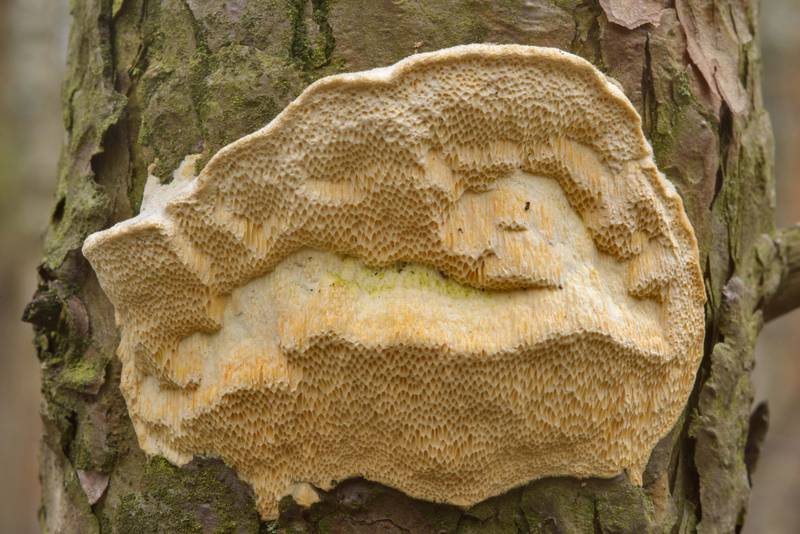 Polypore mushroom <B>Diplomitoporus flavescens</B> on a small pine tree in Sosnovka Park. Saint Petersburg, Russia, <A HREF="../date-ru/2017-04-04.htm">April 4, 2017</A>