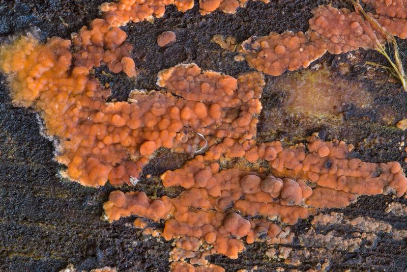 Rosy crust mushrooms (Peniophora incarnata) on a cut surface of a tree near Lisiy Nos, west from Saint Petersburg. Russia, April 24, 2017