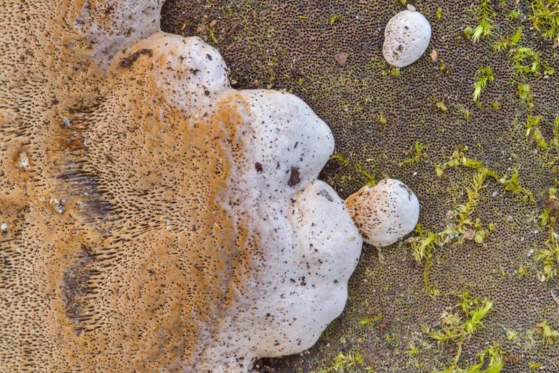 Porous surface of a tinder polypore fungus red-belted bracket (<B>Fomitopsis pinicola</B>)(?) in Pesochny, north-west from Saint Petersburg. Russia, <A HREF="../date-ru/2017-05-05.htm">May 5, 2017</A>