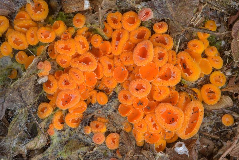 Byssonectria terrestris cup fungus in Lembolovo, 40 miles north from Saint Petersburg. Russia, May 7, 2017