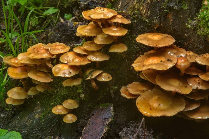 Sheathed woodtuft mushrooms (Kuehneromyces mutabilis) in Sosnovka Park. Saint Petersburg, Russia, June 25, 2017