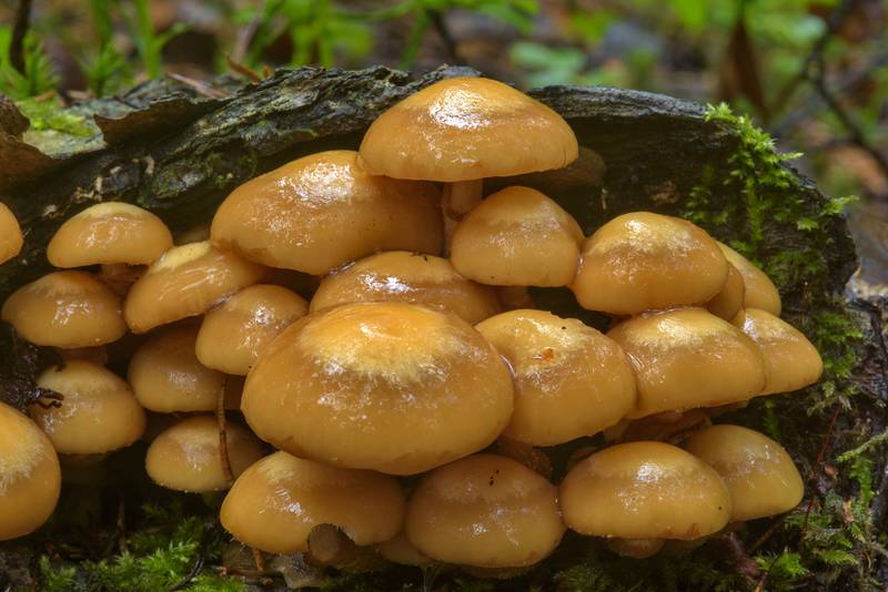 Sheathed woodtuft mushrooms (<B>Kuehneromyces mutabilis</B>) near Dibuny, west from Saint Petersburg. Russia, <A HREF="../date-en/2017-06-27.htm">June 27, 2017</A>
