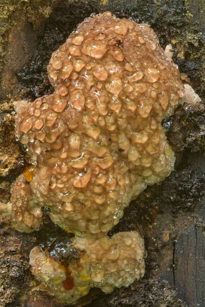 Water drops, or guttation of bracket fungus Red-Belt Conk (polypore mushroom Fomitopsis pinicola) in Sosnovka Park. Saint Petersburg, Russia, June 30, 2017