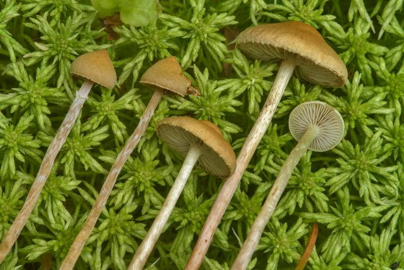 Close up of mushrooms <B>Hypholoma elongatum</B> in moss in Boloto Lammin-Suo swamp reserve. Zelenogorsk near Saint Petersburg, Russia, <A HREF="../date-ru/2017-07-08.htm">July 8, 2017</A>