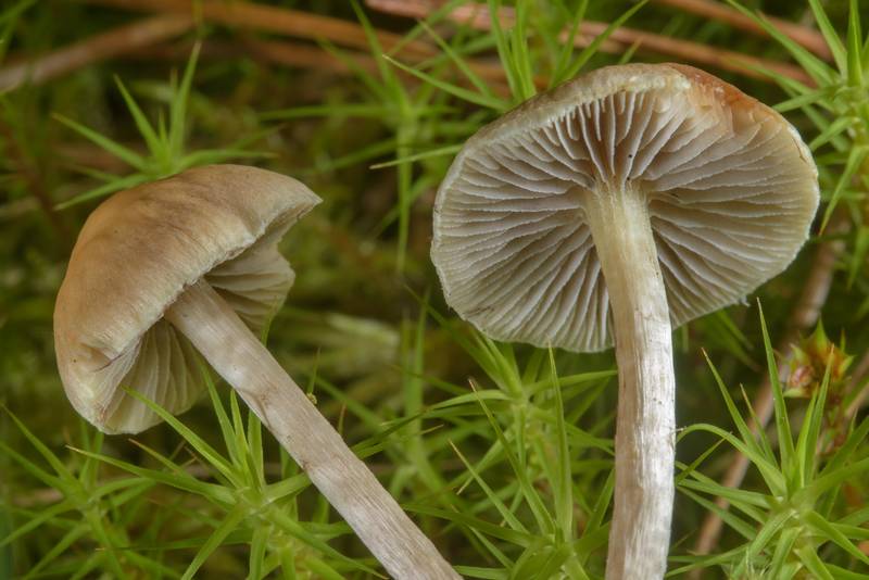 Mushrooms Hypholoma elongatum in moss in Posiolok near Vyritsa, south from Saint Petersburg, Russia, July 9, 2017