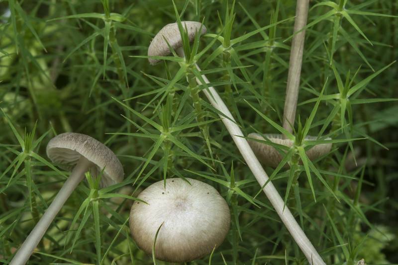 Close up of sphagnum brownie mushrooms (<B>Hypholoma elongatum</B>)(?) in Sosnovka Park. Saint Petersburg, Russia, <A HREF="../date-en/2017-07-16.htm">July 16, 2017</A>