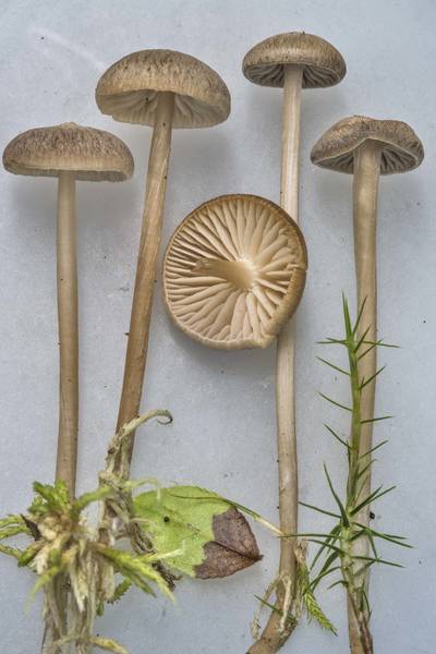 Sphagnum brownie mushrooms (<B>Hypholoma elongatum</B>)(?) in moss in Sosnovka Park. Saint Petersburg, Russia, <A HREF="../date-ru/2017-07-16.htm">July 16, 2017</A>