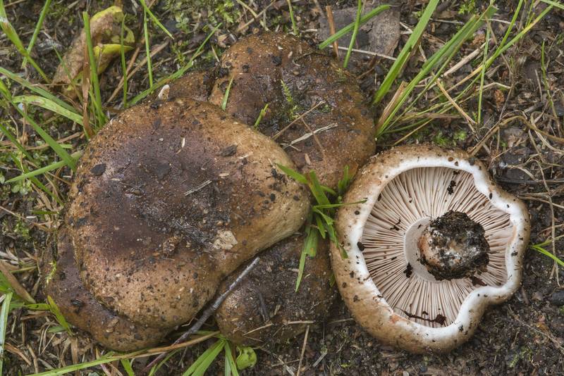 Winecork brittlegill mushrooms (<B>Russula adusta</B>) on a lawn in Sosnovka Park. Saint Petersburg, Russia, <A HREF="../date-en/2017-07-24.htm">July 24, 2017</A>