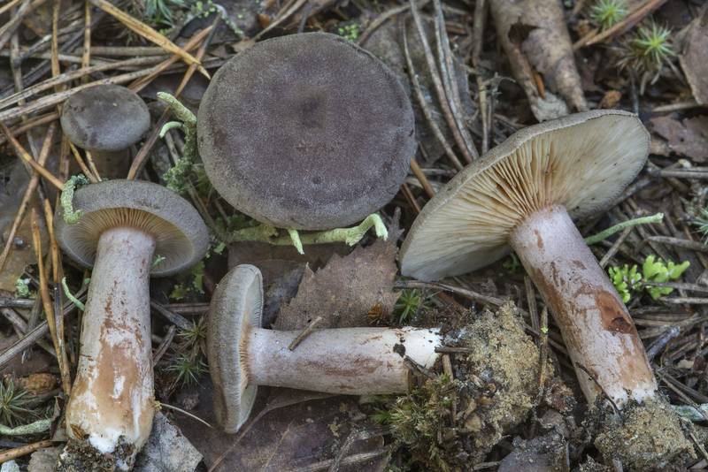 Milkcap mushrooms <B>Lactarius mammosus</B> in Kuzmolovo, north from Saint Petersburg. Russia, <A HREF="../date-en/2017-07-26.htm">July 26, 2017</A>
