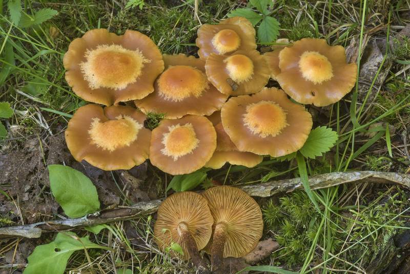 Sheathed woodtuft mushrooms (Kuehneromyces mutabilis) in Kuzmolovo, north from Saint Petersburg. Russia, July 26, 2017
