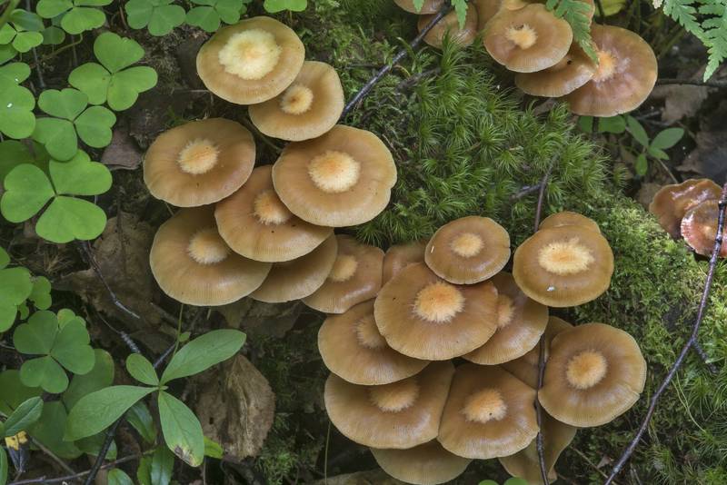 Sheathed woodtuft mushrooms (Kuehneromyces mutabilis) near Lisiy Nos, west from Saint Petersburg. Russia, July 27, 2017