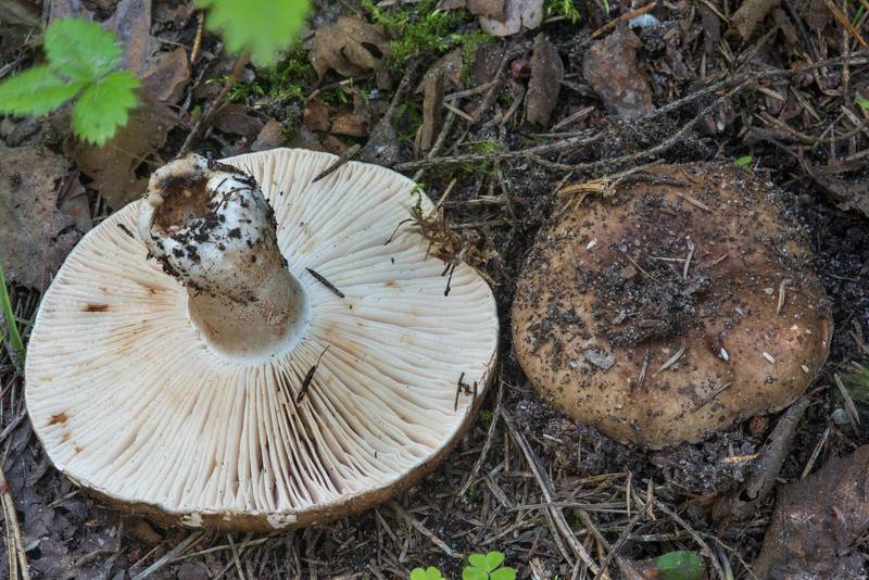 Winecork brittlegill mushrooms (Russula adusta) in a forest near Okhta River in Toksovo, north from Saint Petersburg. Russia, August 1, 2017