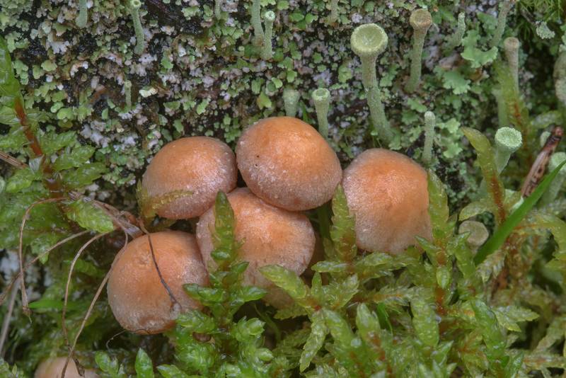 Young sheathed woodtuft mushrooms (Kuehneromyces mutabilis) near Dibuny, north-west from Saint Petersburg. Russia, August 6, 2017