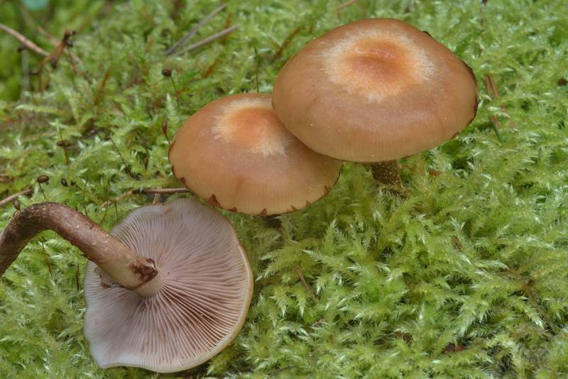 Sheathed woodtuft mushrooms (<B>Kuehneromyces mutabilis</B>) in moss near Dibuny, north-west from Saint Petersburg. Russia, <A HREF="../date-en/2017-08-06.htm">August 6, 2017</A>