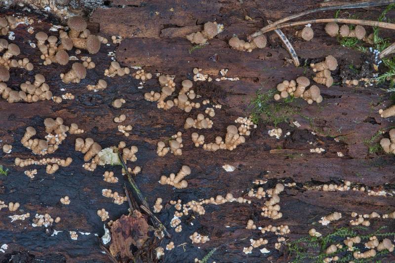 Very young sheathed woodtuft mushrooms (<B>Kuehneromyces mutabilis</B>) under bark on a spruce log in Kannelyarvi, 45 miles north from Saint Petersburg. Russia, <A HREF="../date-ru/2017-08-12.htm">August 12, 2017</A>