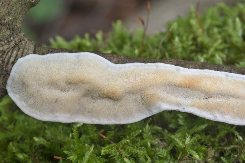 White poroid mushrooms of hazel bracket (Skeletocutis nivea)(?) on a dry mountain ash tree in Sosnovka Park. Saint Petersburg, Russia, August 14, 2017