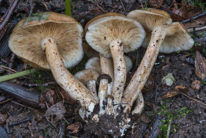 Cluster of mushrooms Lyophyllum fumosum near Lisiy Nos. West from Saint Petersburg, Russia, August 23, 2017