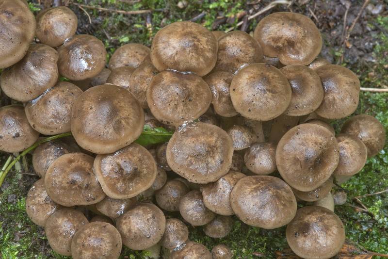 Caps of young domecap mushrooms (<B>Lyophyllum fumosum</B>) in Blizhnie Dubki area near Lisiy Nos, west from Saint Petersburg. Russia, <A HREF="../date-ru/2017-09-11.htm">September 11, 2017</A>