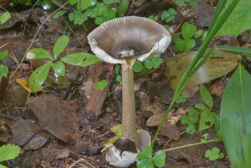 Grisette mushroom <B>Amanita battarrae</B> with zoned colouring of its marginally-grooved cap in Blizhnie Dubki area near Lisiy Nos, west from Saint Petersburg. Russia, <A HREF="../date-ru/2017-09-11.htm">September 11, 2017</A>