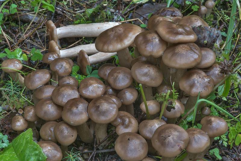 Cluster of mushrooms <B>Lyophyllum fumosum</B> on roadside west from Kavgolovskoe Lake near Toksovo, north from Saint Petersburg. Russia, <A HREF="../date-en/2017-09-15.htm">September 15, 2017</A>