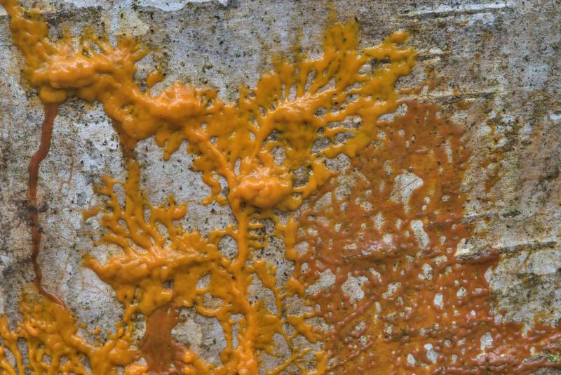 Orange plasmodium of many-headed slime mold Physarum polycephalum in Sosnovka Park. Saint Petersburg, Russia, September 16, 2017