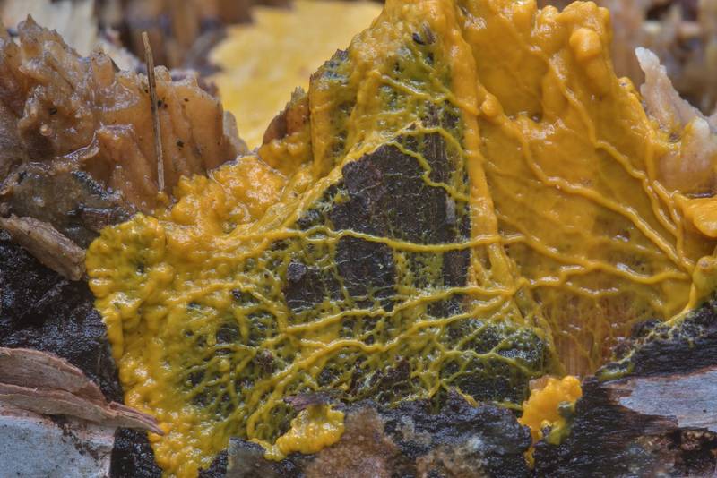 Orange plasmodium of many-headed slime mold Physarum polycephalum on rotting wood in Sosnovka Park. Saint Petersburg, Russia, September 16, 2017